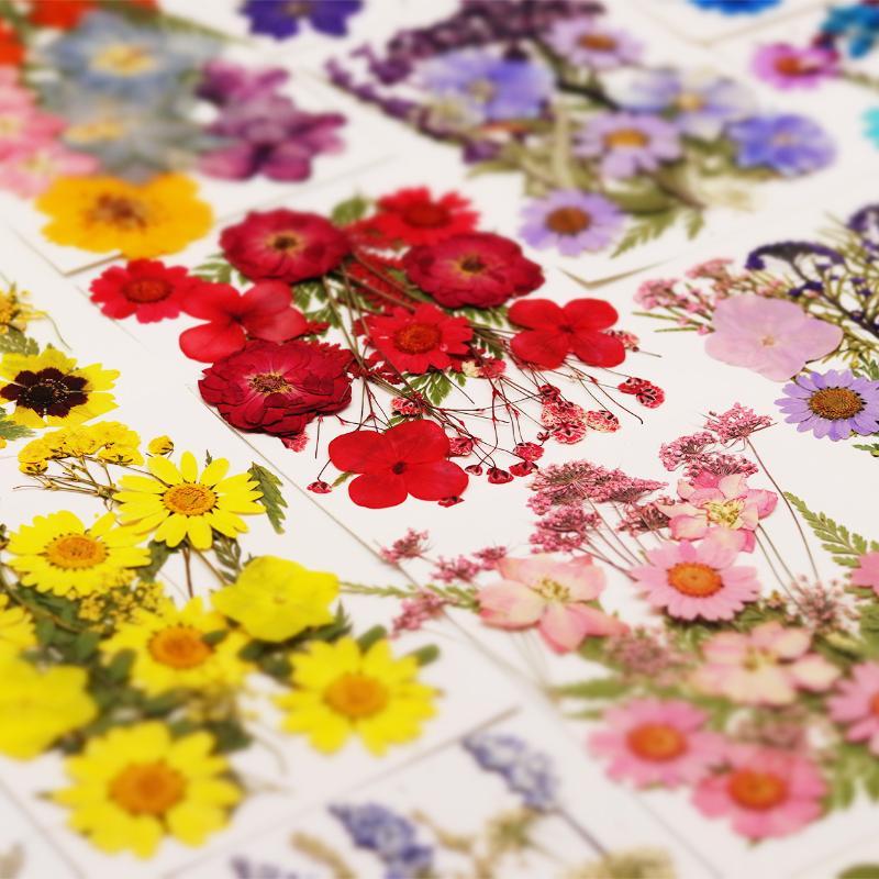 Flower Preservation Resin - زهور نباتية طبيعية مجففة ومضغوطة، مواد