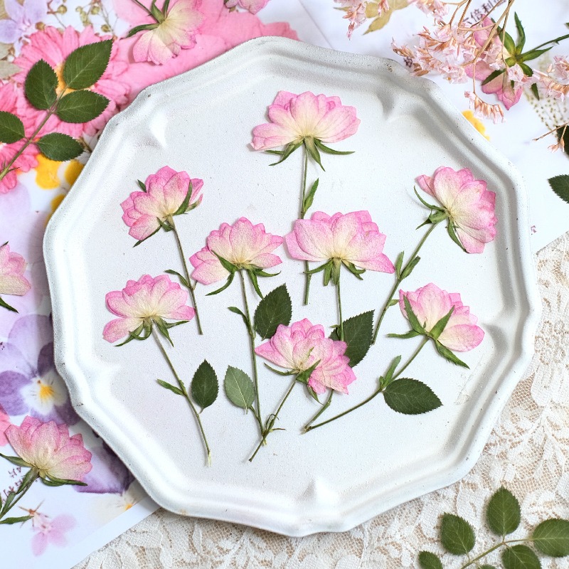 Flower Preservation Resin - 12 قطعة، زهور مجففة حقيقية مضغوطة