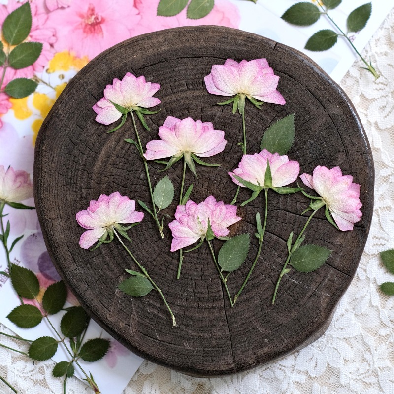 12 قطعة، زهور مجففة حقيقية مضغ - مراجعة Flower Preservation Resin وسعره