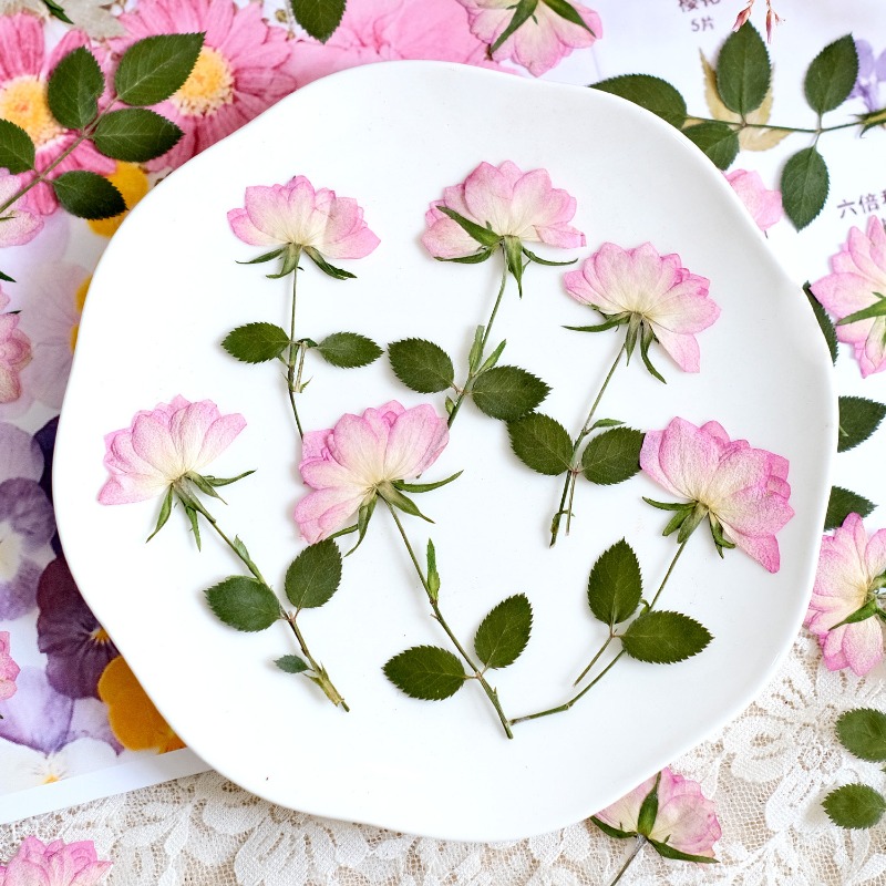 12 قطعة، زهور مجففة حقيقية مضغ - مراجعة Flower Preservation Resin وسعره