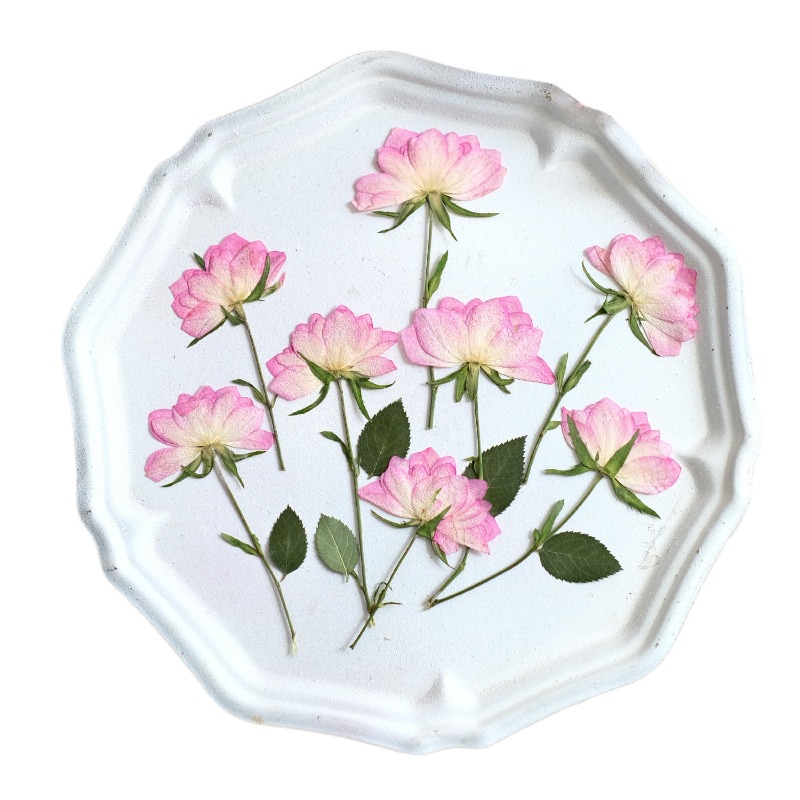 12 قطعة، زهور مجففة حقيقية مضغ - مراجعة Flower Preservation Resin وسعره
